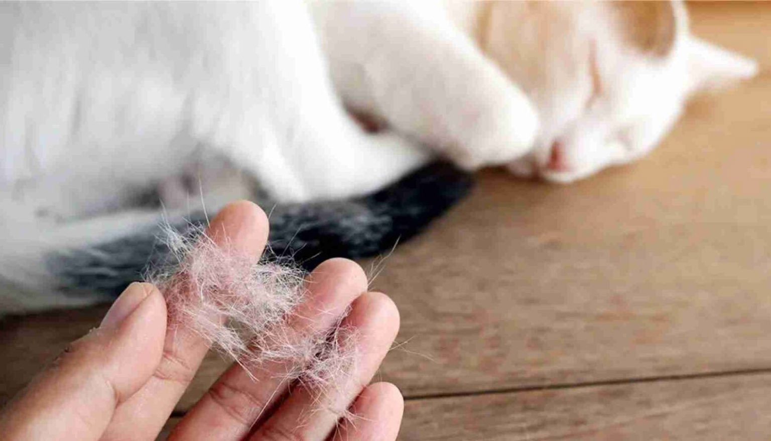 چرا گربه من اینقدر ریخته است؟